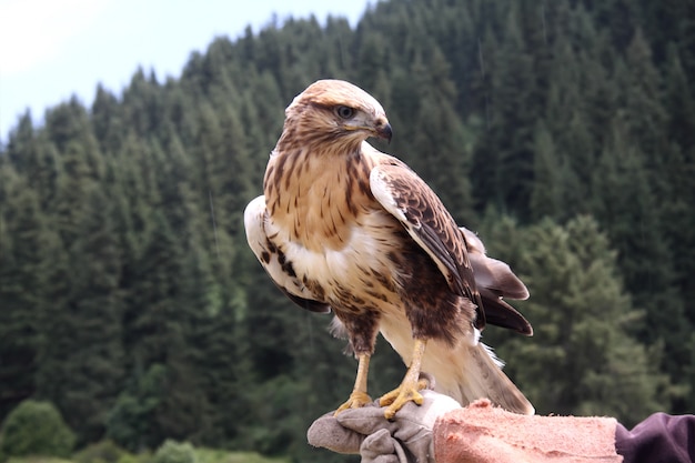 Pájaro depredador, halcón.