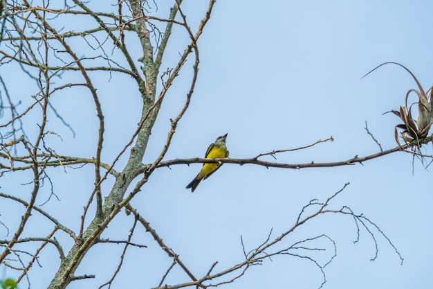 Pájaro descansando en un árbol