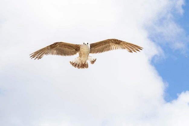 Foto pájaro deslizándose con alas abiertas cielo lleno de nubes