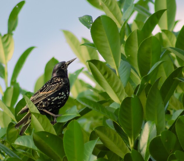 Foto pájaro dorado y negro en hojas.