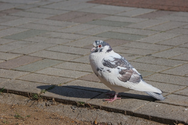 Pájaro encantador blanco japonés de la paloma que se coloca en la manera de la piedra de pavimentación de la roca.