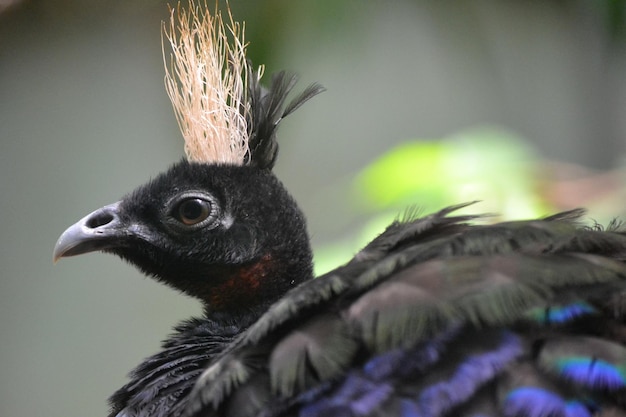 Pájaro con enfoque selectivo de cresta