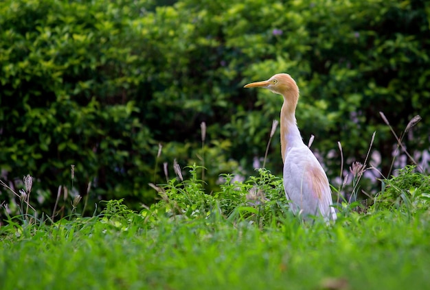 Un pájaro en un entorno natural durante un día soleado.