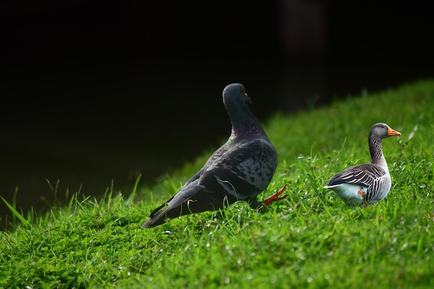 El pájaro es una paloma en la hierba verde.