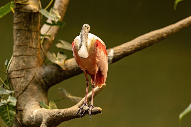 Pájaro de espátula rosada sentado en la rama vista de cerca