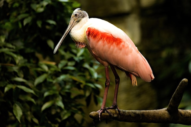 Pájaro de espátula rosada sentado en la rama vista de cerca