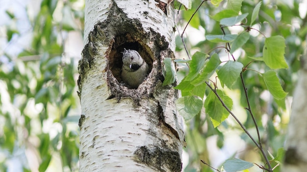 un pájaro está mirando a un agujero en un árbol