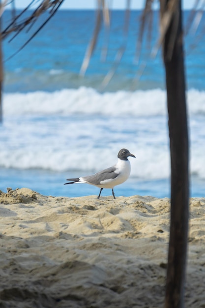 Un pájaro está parado en la arena cerca del agua.