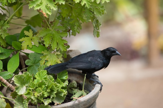 Un pájaro está parado en una olla con hojas verdes.