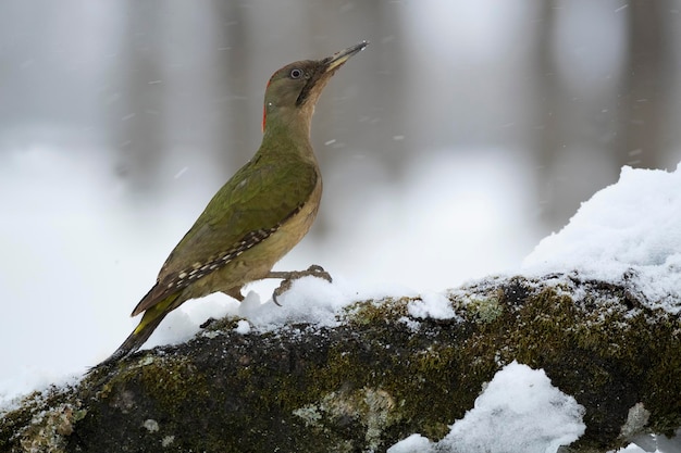 Un pájaro está parado sobre una roca en la nieve.