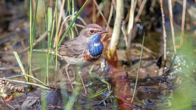 un pájaro está de pie en el agua con un pico azul