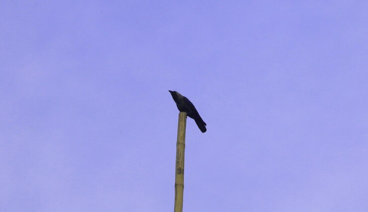 Un pájaro está de pie en la cima de un pilar al lado de una rama de árbol de bambú verde