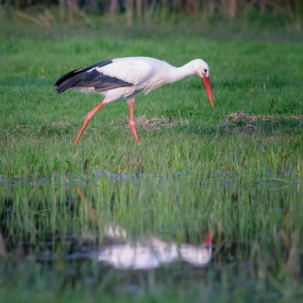 un pájaro está de pie en la hierba cerca de un estanque