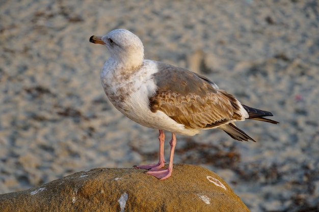 Un pájaro está de pie sobre una roca con el sol brillando sobre él.