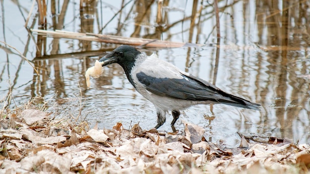 un pájaro está de pie en el suelo y mirando a un animal muerto