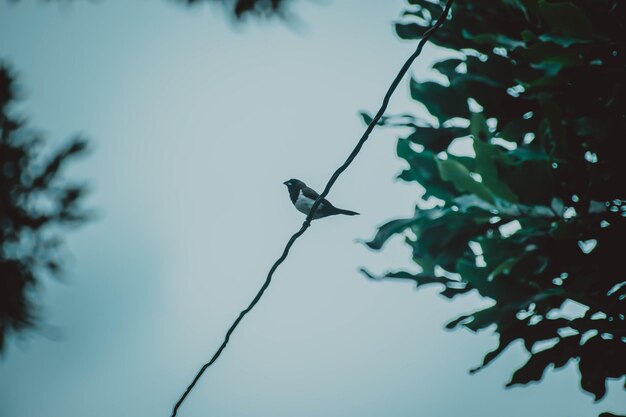 Un pájaro está posado en un alambre con un árbol verde al fondo.