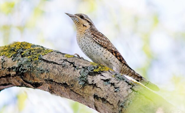 un pájaro está posado en una rama con un fondo borroso