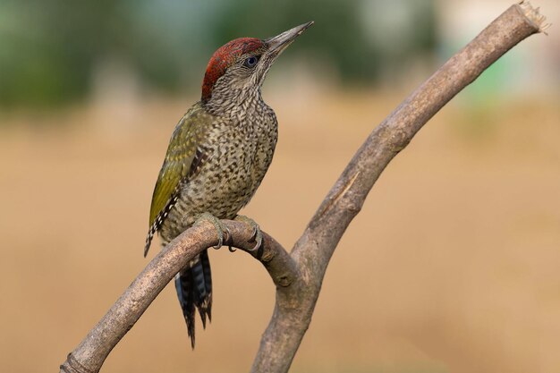 un pájaro está posado en una rama con un fondo borroso