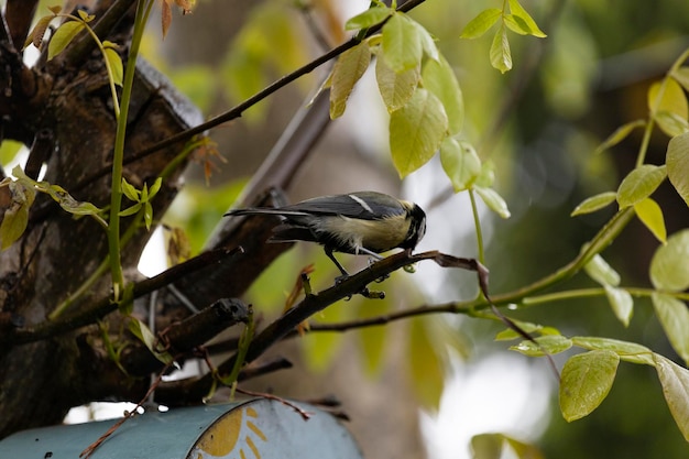 Un pájaro está posado en una rama con hojas.