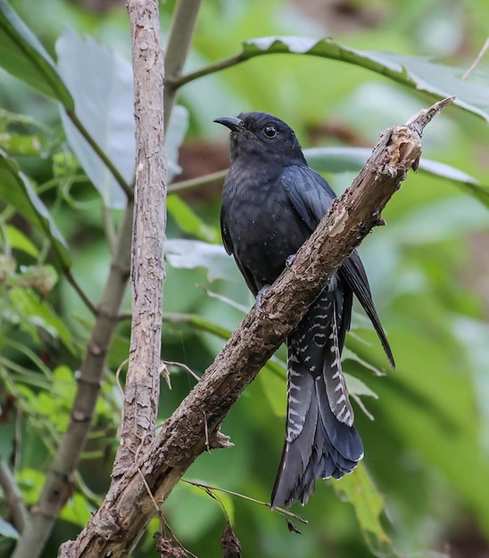 un pájaro está posado en una rama con la palabra pájaro en él