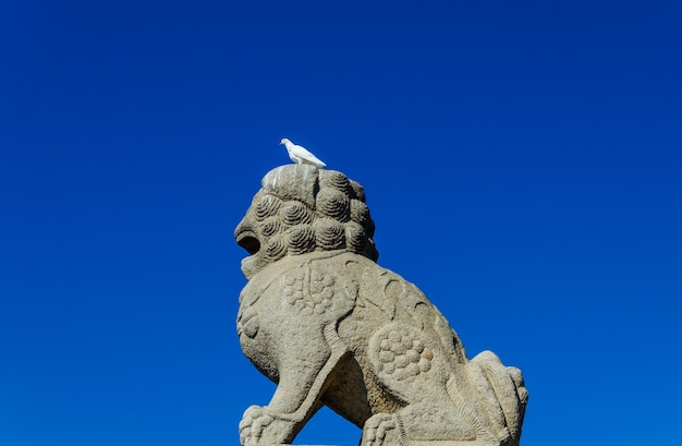 Un pájaro está posado sobre la cabeza de un león.