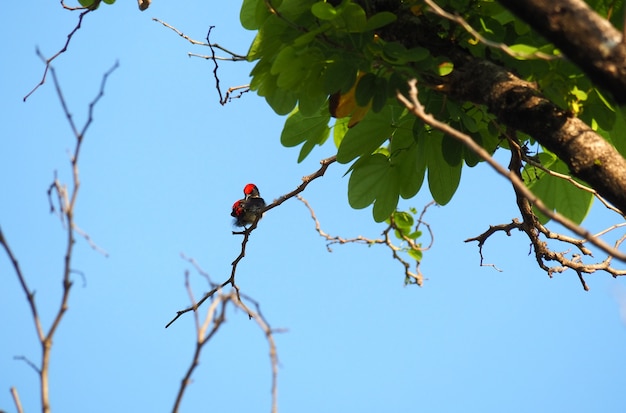 El pájaro está en una rama y cielo azul.