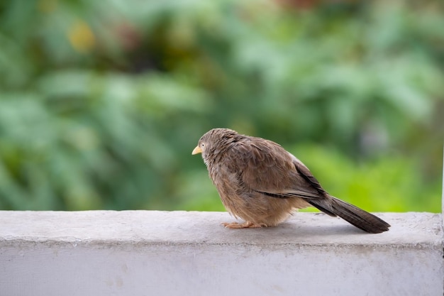 Un pájaro está sentado en una baranda blanca con un fondo verde en el fondo