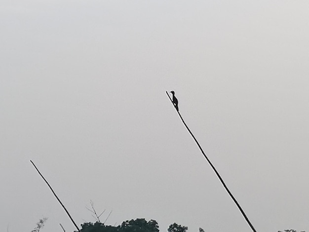 Un pájaro está sentado en una rama alta y delgada.