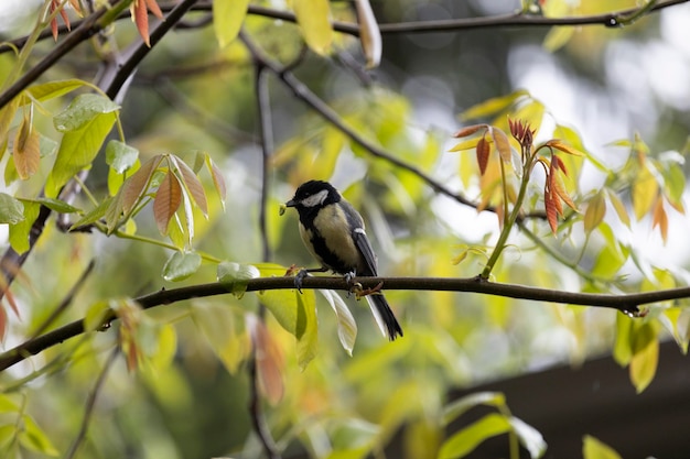 Un pájaro está sentado en una rama con las hojas sobre ella.