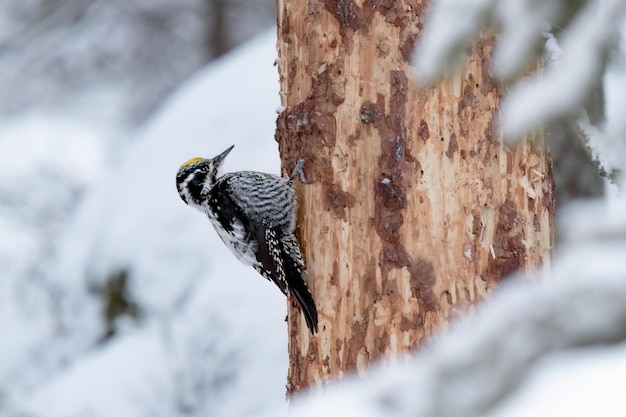 Un pájaro está en el tronco de un árbol en la nieve.