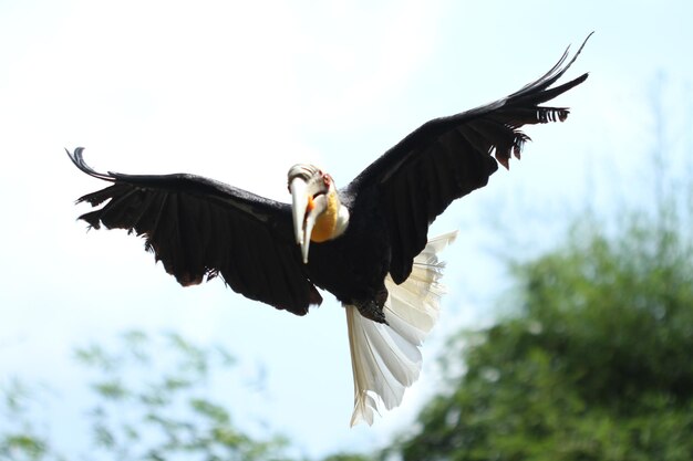 el pájaro está volando cerca del árbol