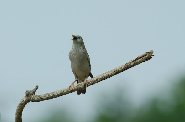 Foto pájaro estornino cola de castaño (sturnus malabaricus) de pie en la rama en la naturaleza, tailandia