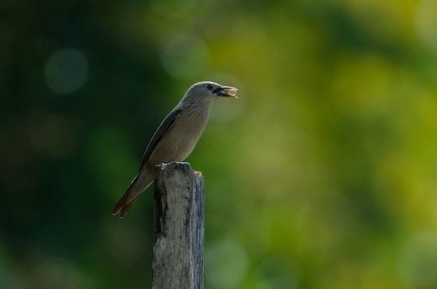 Pájaro estornino cola de castaño (Sturnus malabaricus) de pie en la rama en la naturaleza, Tailandia