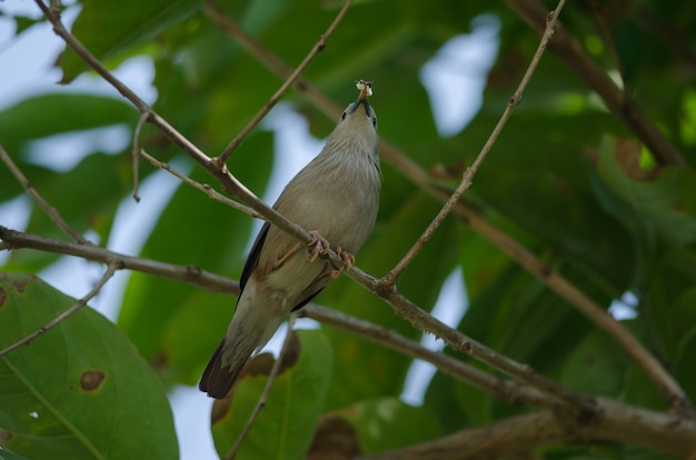 Pájaro estornino de cola de castaño (Sturnus malabaricus) de pie en la rama