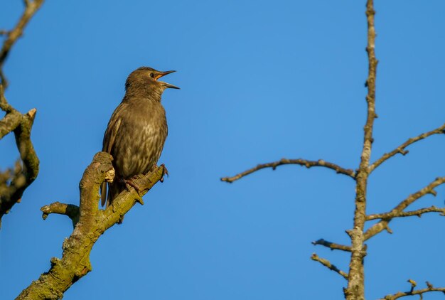 El pájaro estornino joven se sienta en una rama y llama