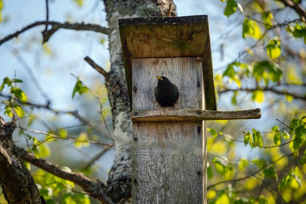 pájaro estornino trayendo gusano a la caja nido de madera en el árbol