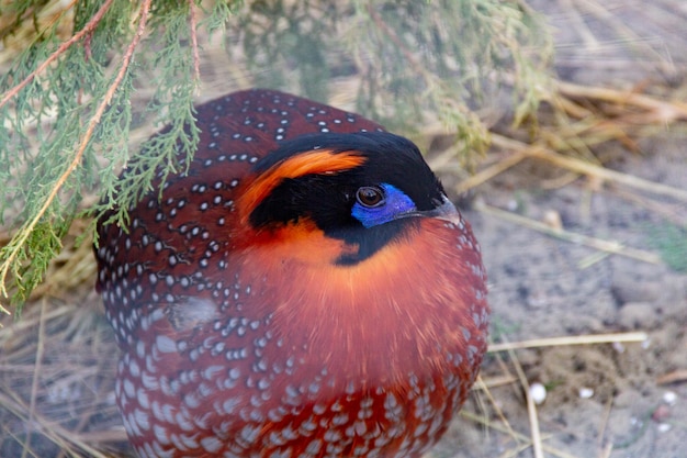 Pájaro exótico Temmincks Tragopan de Asia Retrato detallado de faisán raro con cabeza negra, azul y naranja