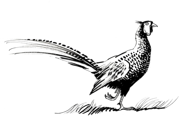 pájaro faisán. Dibujo a tinta en blanco y negro