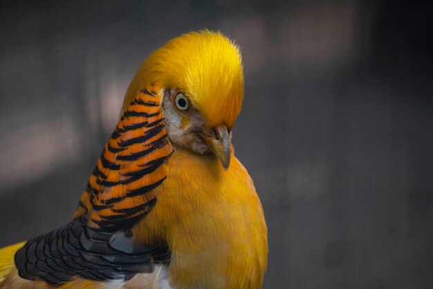 Pájaro faisán dorado brillante con plumas de cerca