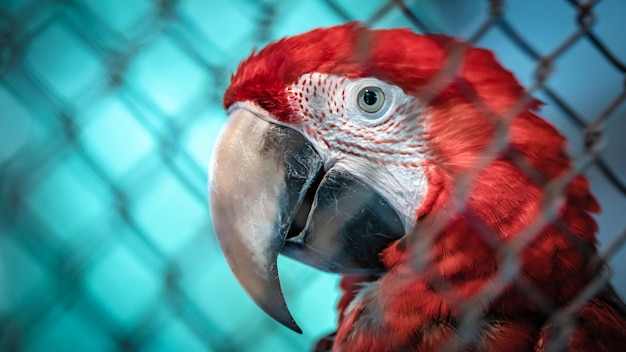 Pájaro de la fauna de guacamayos rojo y verde