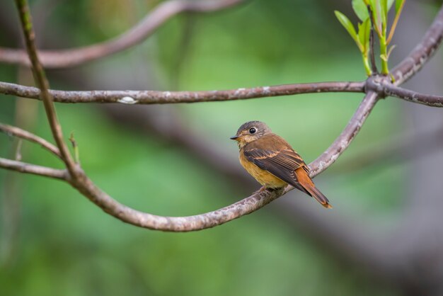 Pájaro (Ferruginous Flycatcher, Muscicapa ferruginea) azúcar moreno, naranja y rojo