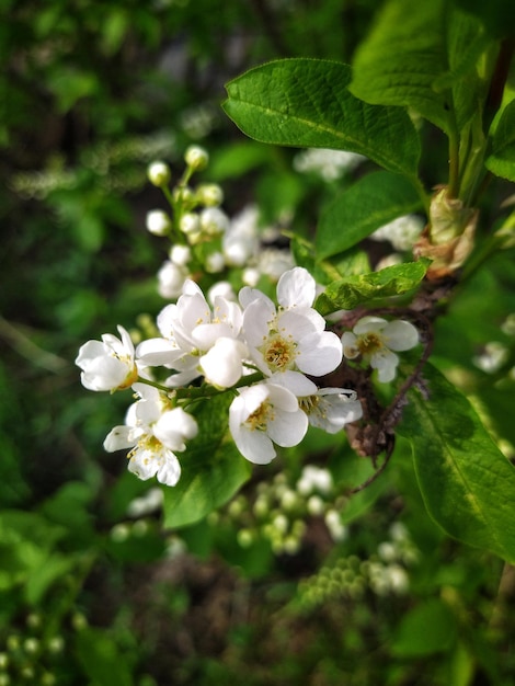 pájaro flores de cerezo