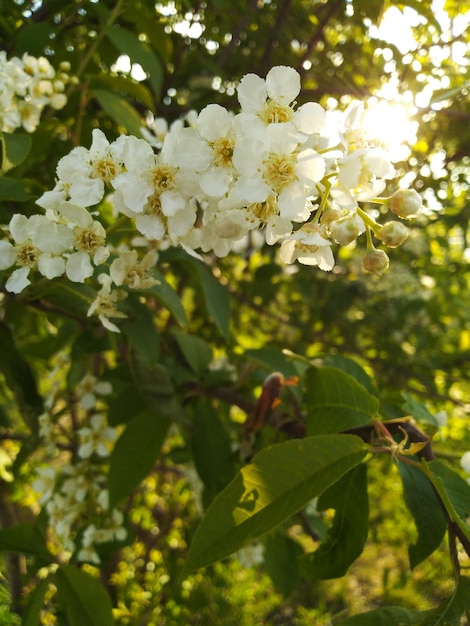 pájaro flores de cerezo