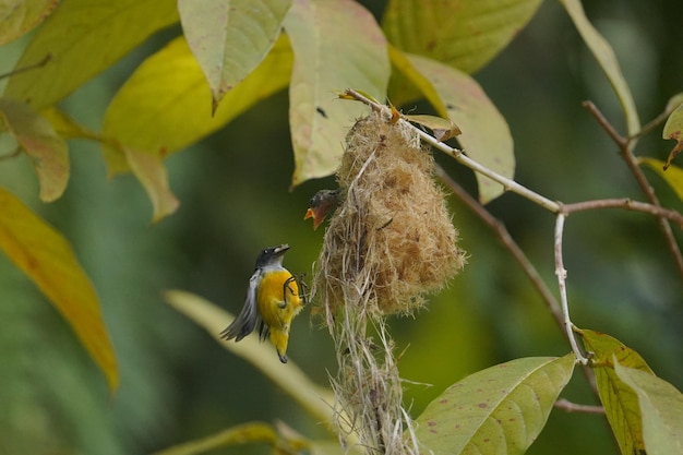 un pájaro florido de vientre naranja está alimentando a sus polluelos en el nido