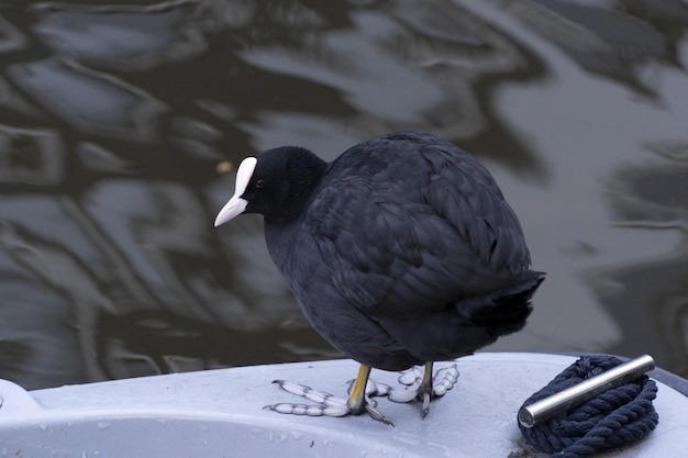 Pájaro focha en el canal de amsterdam