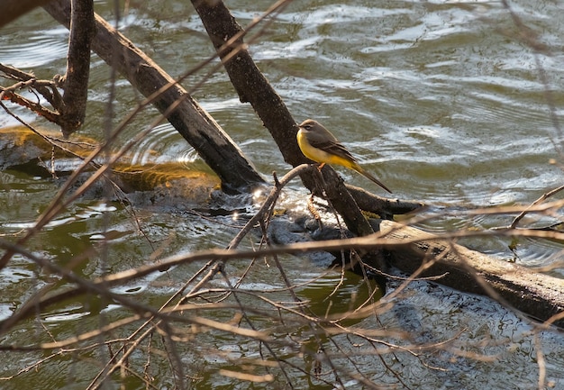 Pájaro en el fondo de un arroyo de montaña