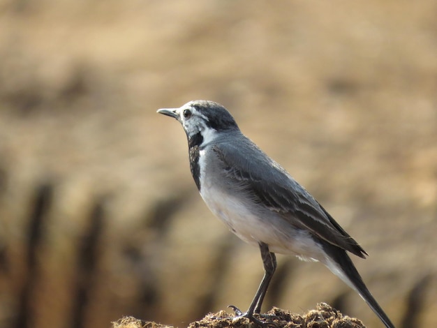 Pájaro en el fondo de la naturaleza salvaje