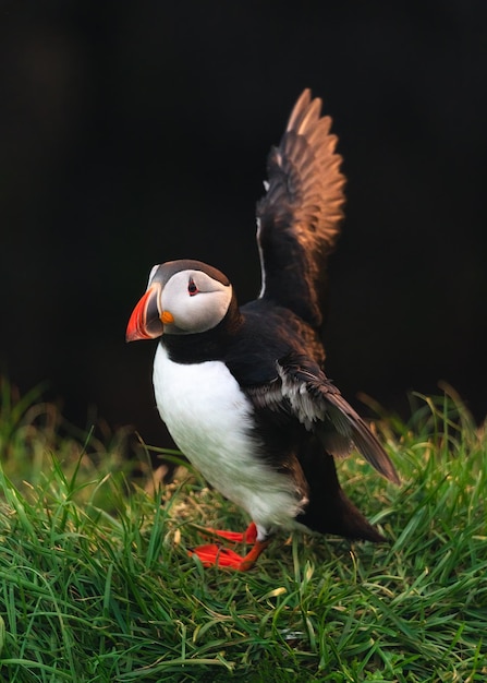 Pájaro frailecillo atlántico parado y aleteando en la hierba junto al acantilado costero en el océano atlántico norte en verano en Islandia