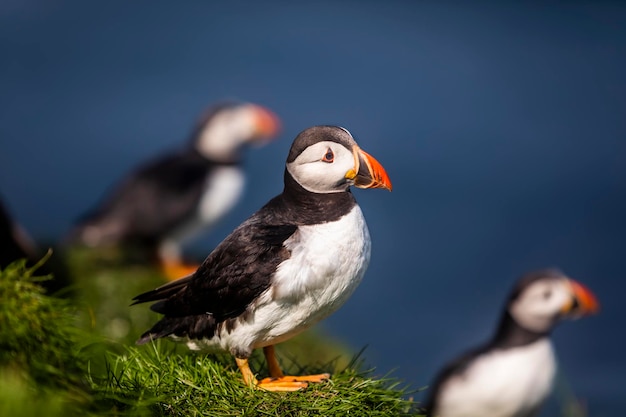 Pájaro de frailecillos atlánticos o frailecillos comunes en hierba Mykines Islas Feroe