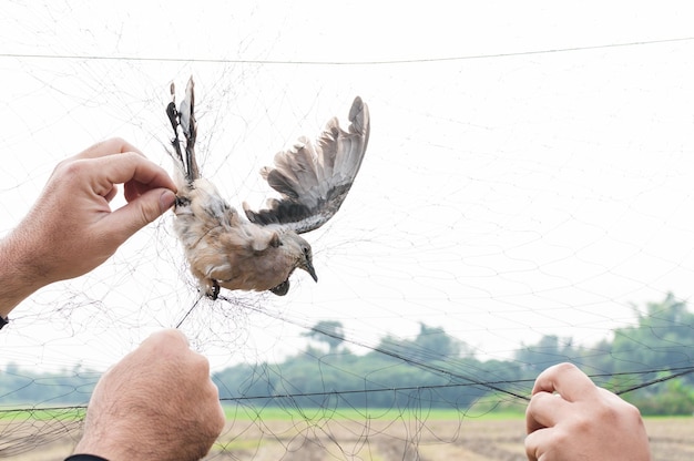 El pájaro fue atrapado por la mano del jardinero sosteniendo una malla sobre un fondo blanco Trampa ilegal para pájaros